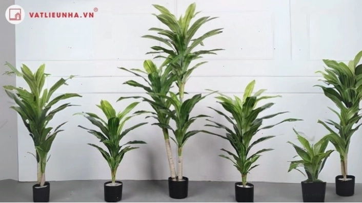 Cây Thiết Mộc Lan mang lại tài lộc