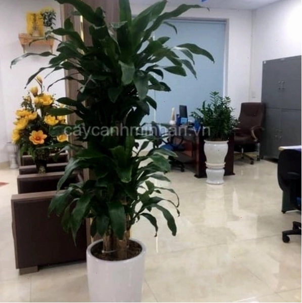 Cây thiết mộc lan ra hoa đẹp