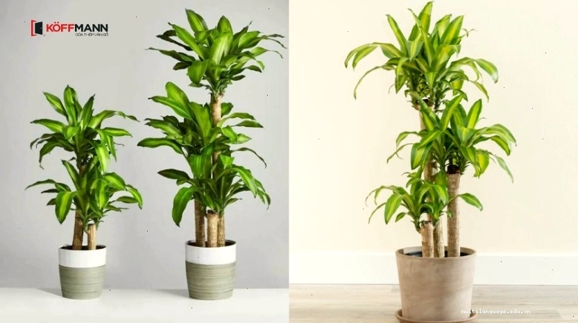Cây Thiết Mộc Lan với ý nghĩa phát tài phát lộc