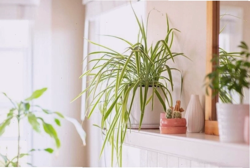 Cây Thường Xuân với lá xanh mướt, hợp mệnh Thủy