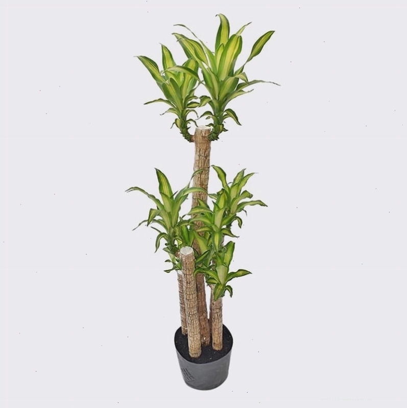 Cây Thủy Tiên với vẻ đẹp tinh khiết, hợp mệnh Thủy