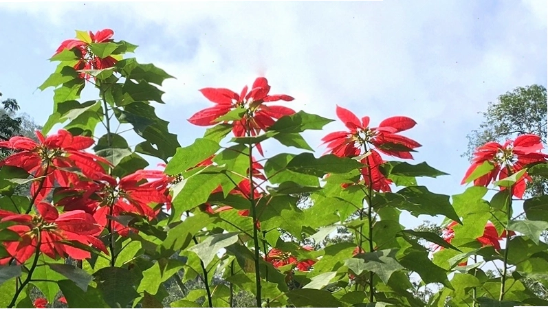 Cây Trạng Nguyên lá đỏ là loài cây thuộc họ Thầu dầu Euphorbiaceae