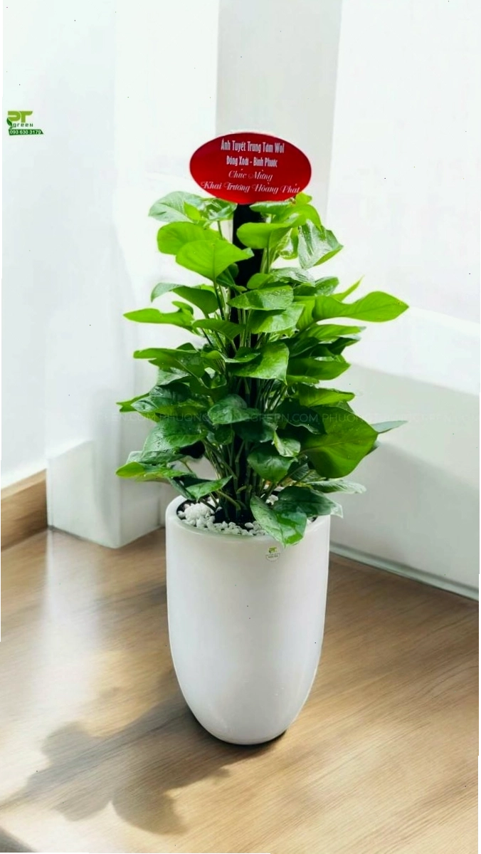 Cây trầu bà cột làm quà tặng khai trương ý nghĩa