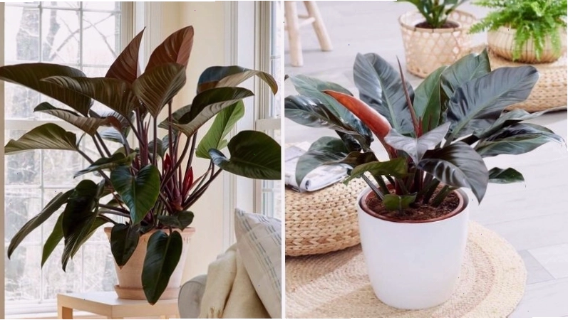 Cây trầu bà đế vương đỏ có khả năng thanh lọc không khí tốt