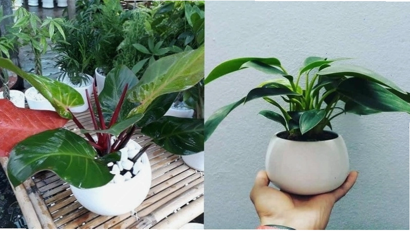 Cây Trầu Bà Đế Vương lá đỏ ấn tượng
