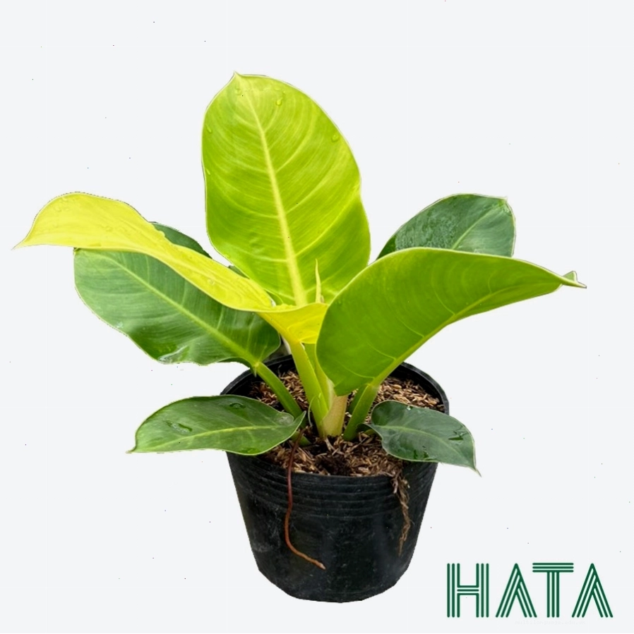 Cây Trầu Bà Đế Vương Vàng tươi tốt, lá bóng mượt