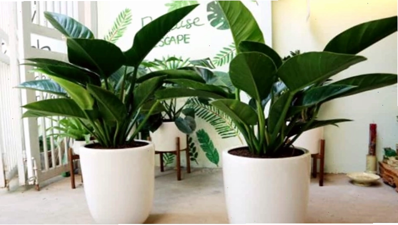 Cây Trầu Bà Đế Vương với lá nhiều màu sắc thu hút