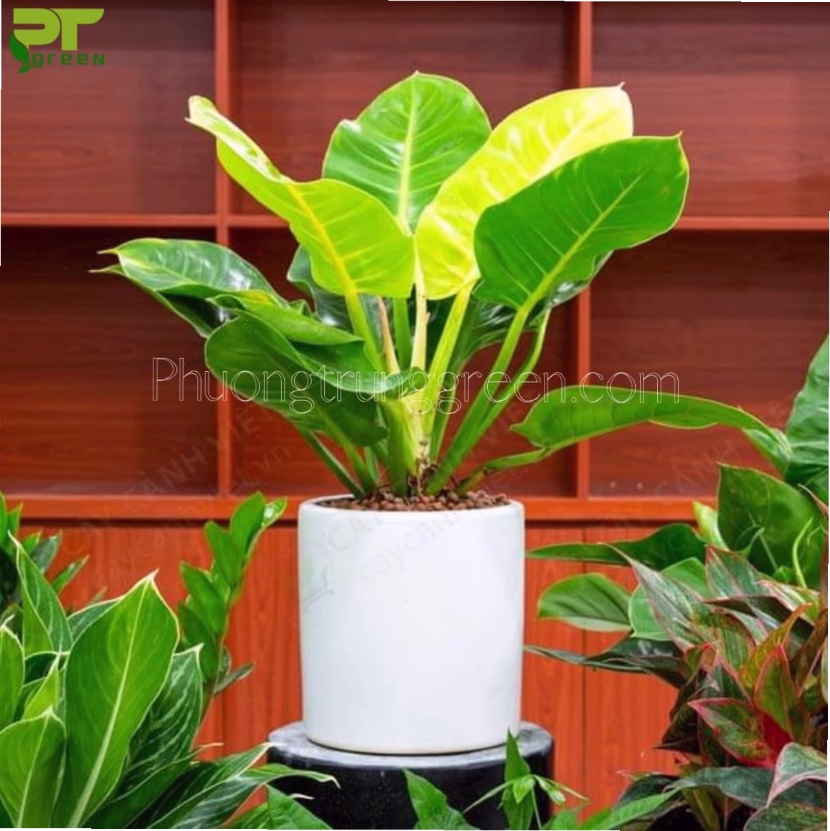 Cây trầu bà đế vương xanh cần ánh sáng gián tiếp để phát triển tốt