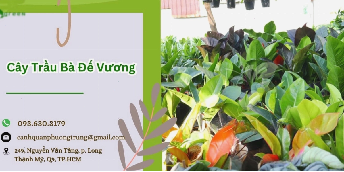 Cây trầu bà đế vương xanh với lá xanh mướt, biểu tượng của sự thịnh vượng