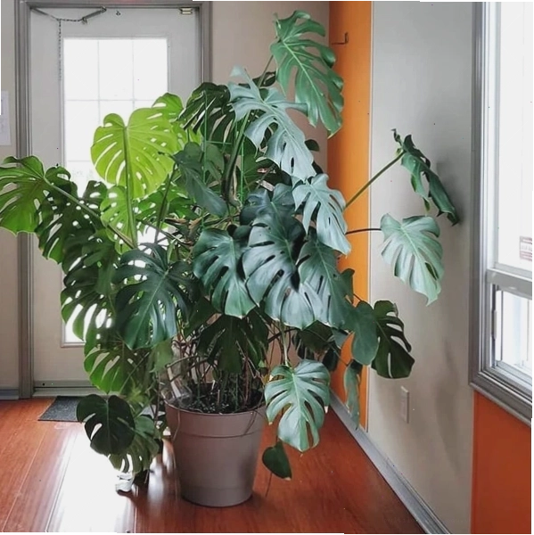 Cây trầu bà lá xẻ Nam Mỹ với lá to bản và đường xẻ thùy độc đáo