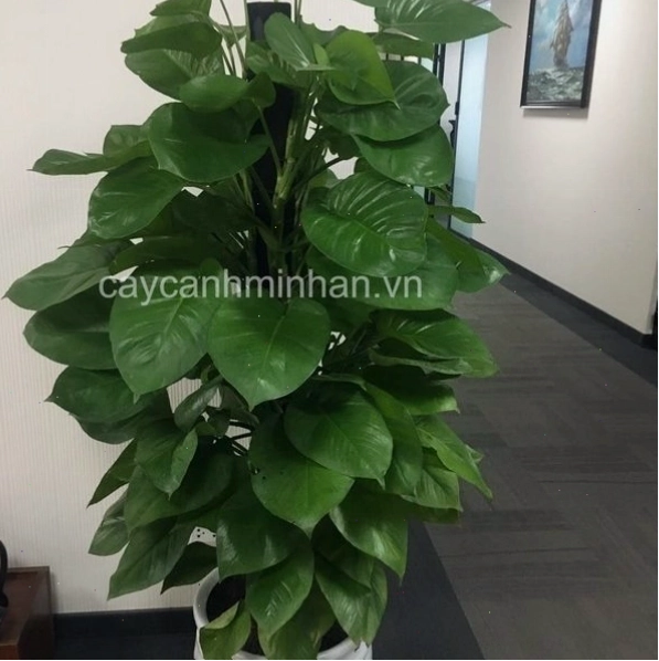 Cây trầu bà leo cột xanh tốt