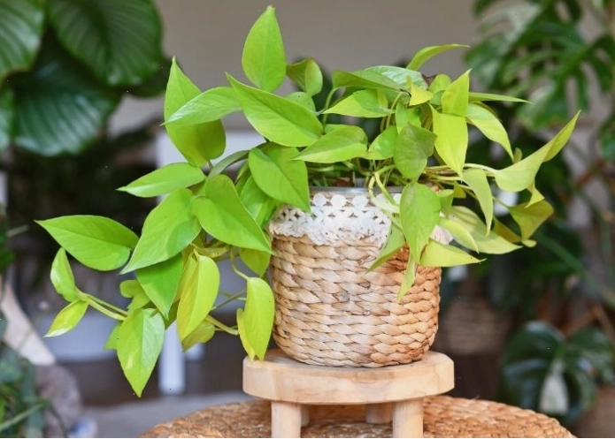 Cây trầu bà vàng hợp mệnh Thổ
