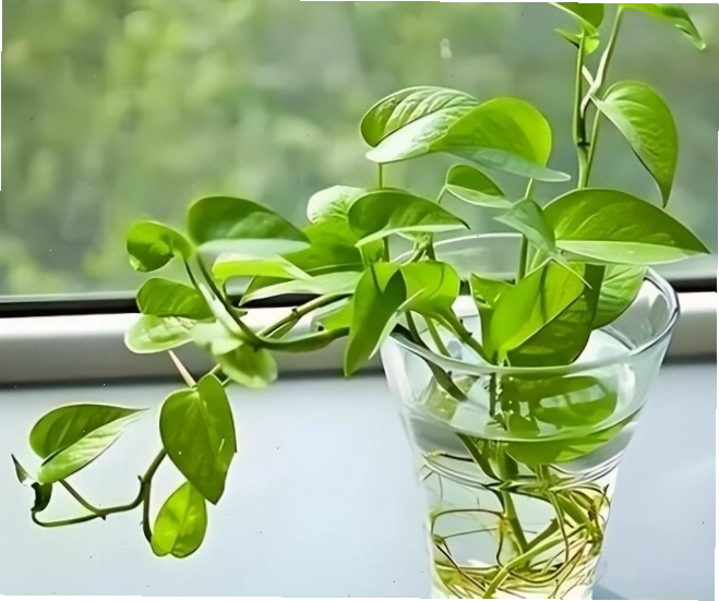 Cây trầu bà với lá xanh bóng quanh năm, mang lại vẻ đẹp tươi mát cho không gian