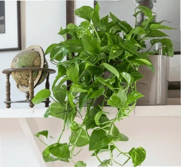 Cây trầu bà với những chiếc lá hình trái tim đặc trưng