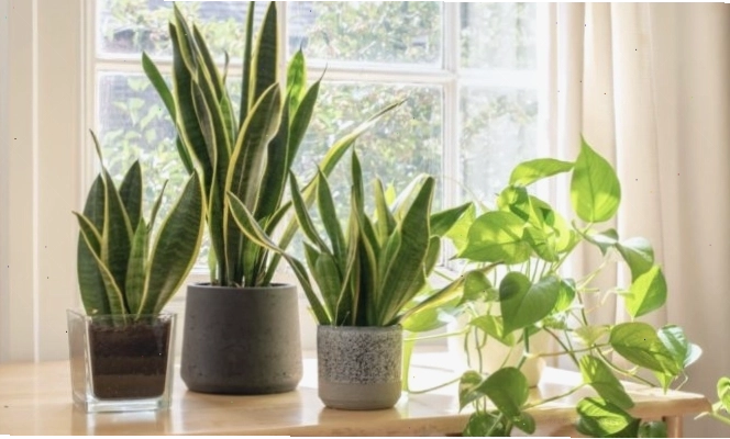 Cây trồng phát triển khỏe mạnh nhờ quy trình chăm sóc đúng kỹ thuật
