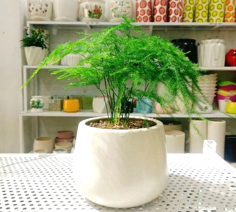 Cây Tùng Bồng Lai với dáng cao ráo, hợp mệnh Thủy