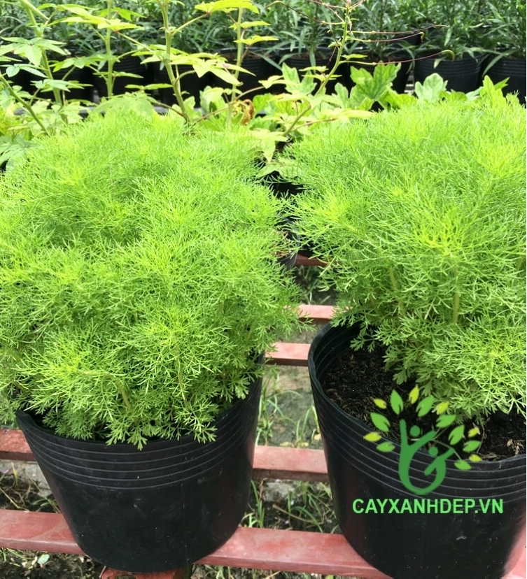 Cây Tùng Dương có dáng uốn lượn nghệ thuật và lá kim xanh mướt