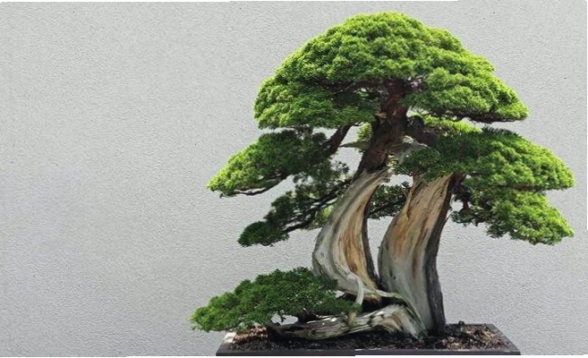 Cây tùng là biểu tượng của sự trường thọ và thịnh vượng trong văn hóa Á Đông