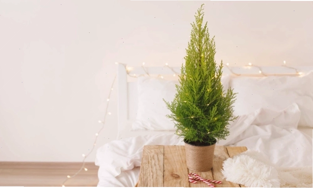 Cây tùng thơm có lá kim xanh và hương thơm dễ chịu