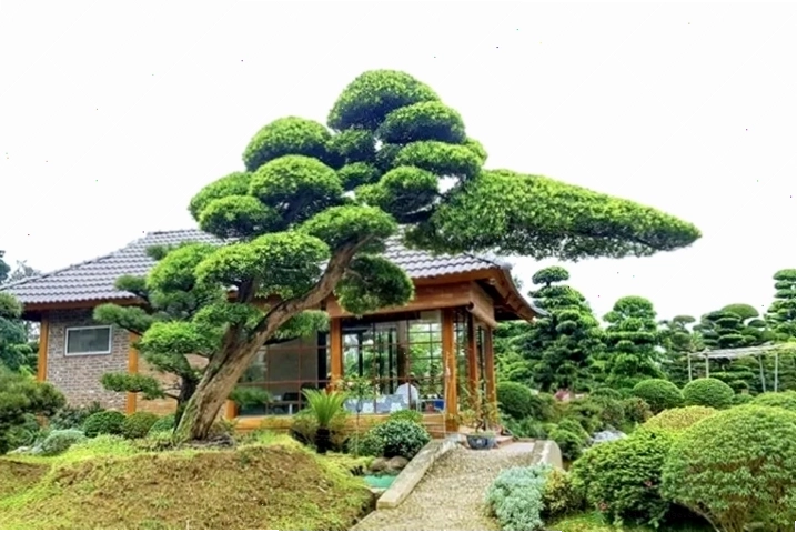 Cây Tùng tượng trưng cho sự trường thọ