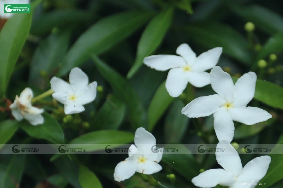 Cây tường vi với sắc hoa hồng rực rỡ biểu tượng cho may mắn và tài lộc