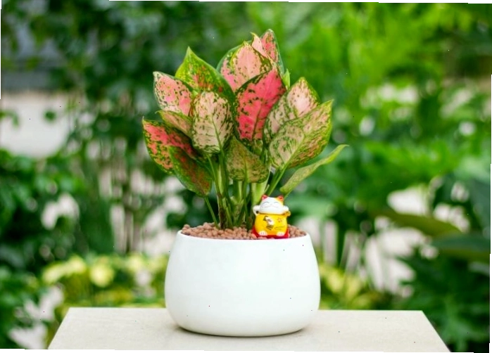 Cây Vạn Lộc hợp mệnh Thổ