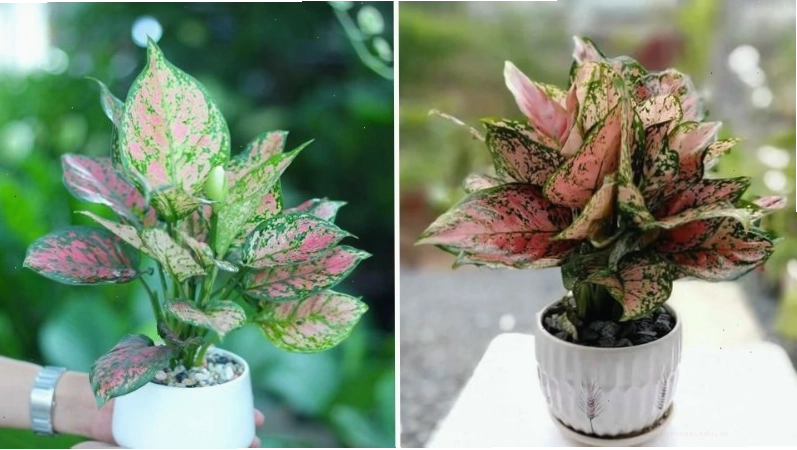 Cây vạn lộc với lá đỏ và xanh xen kẽ