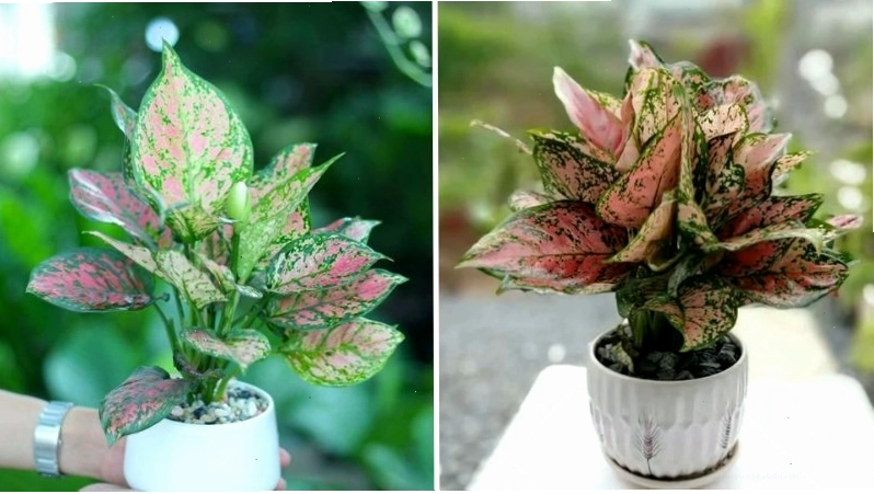 Cây vạn lộc với lá xanh pha sắc đỏ, mang lại may mắn và thịnh vượng
