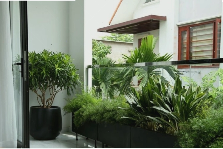 Cây Vạn Lộc với lá xanh viền hồng