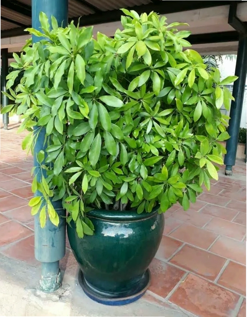 Cây Vạn Niên Thanh mang lại may mắn, sức khỏe