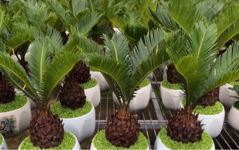 Cây vạn tuế cổ điển và bền bỉ