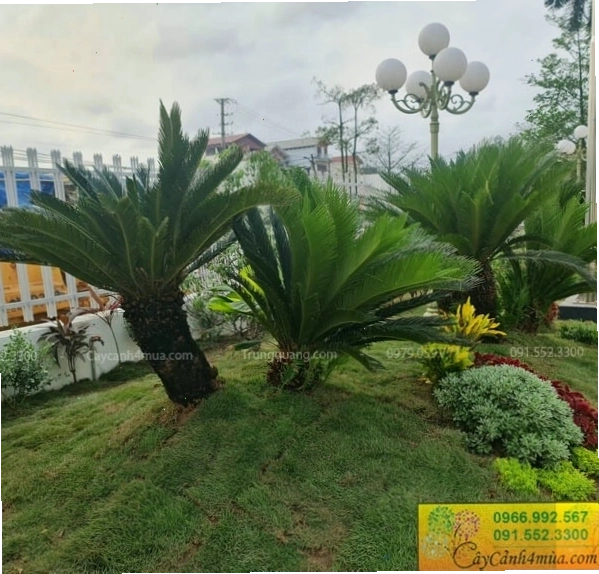 Cây Vạn Tuế với lá xanh thẫm, dáng vẻ uy nghiêm, thường trồng ở các công trình lớn