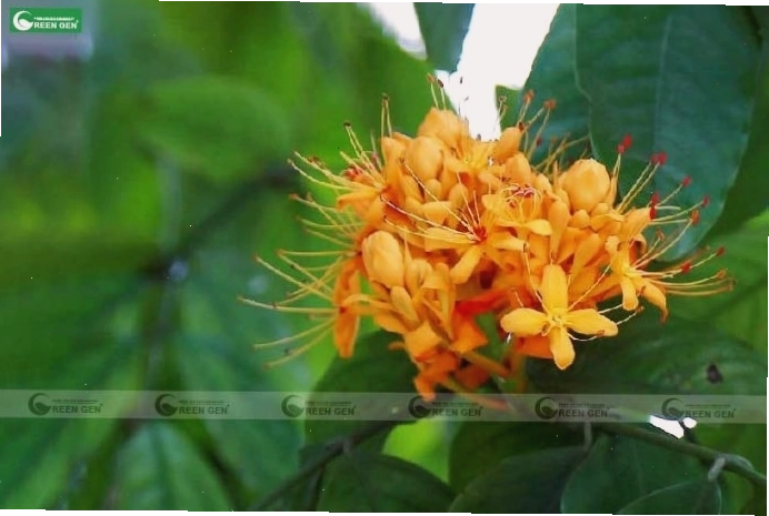 Cây vàng anh với hoa rực rỡ hợp với mệnh Thổ, thu hút tài lộc