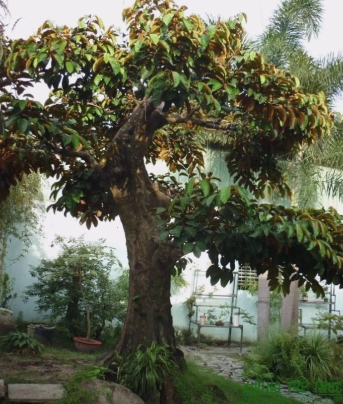 Cây Vú Sữa mang lại sự đủ đầy