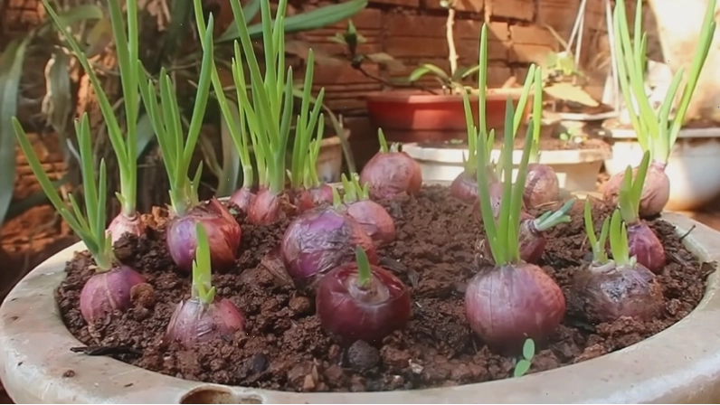 Chăm sóc cây hành trồng trong chậu đất