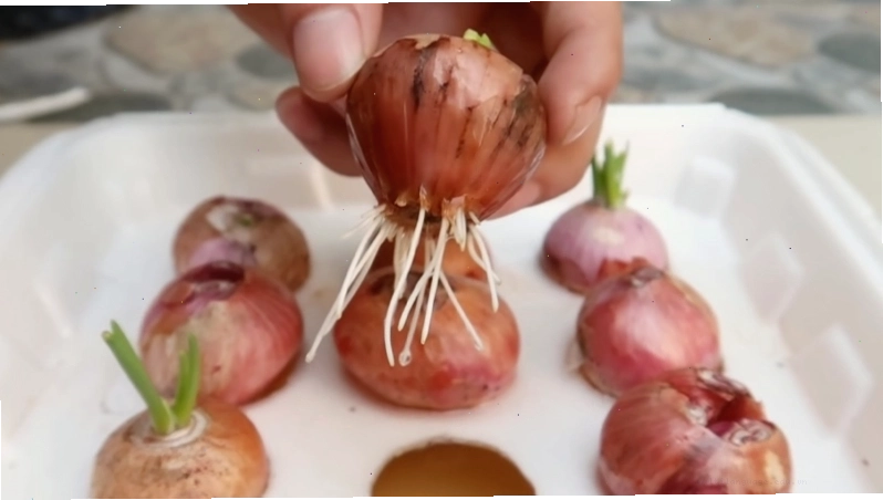 Chăm sóc cây hành trồng trong hộp xốp