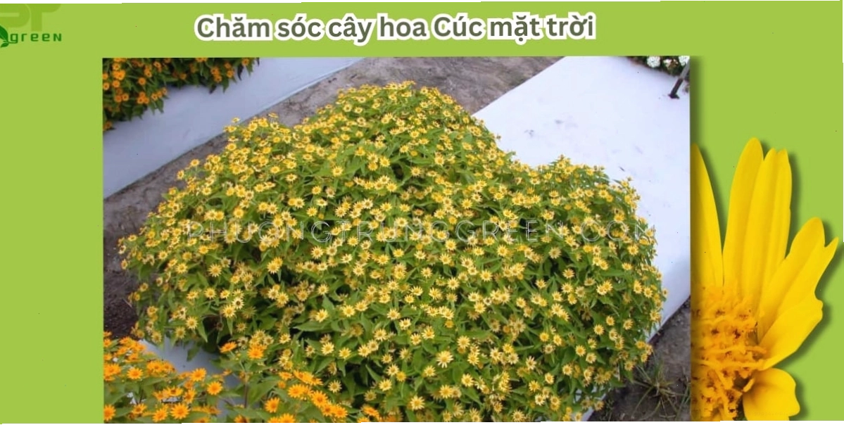 Chăm sóc cây hoa cúc mặt trời
