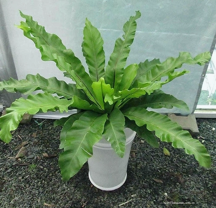 Chăm sóc cây hoa mua cần đảm bảo đủ ánh sáng và độ ẩm.