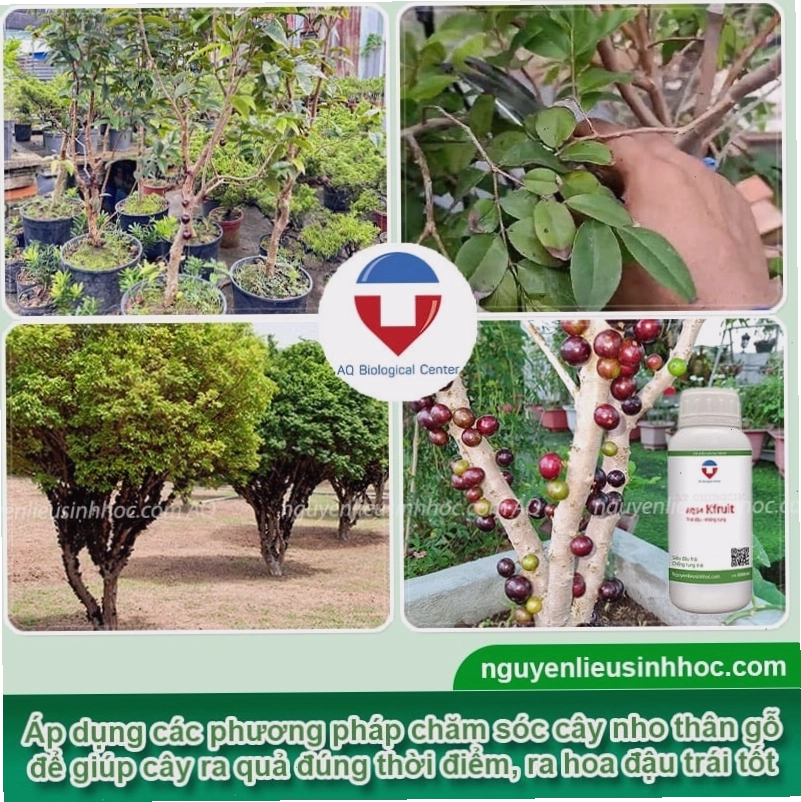 Chăm sóc cây nho thân gỗ đúng cách giúp cây phát triển khỏe mạnh và sớm ra trái