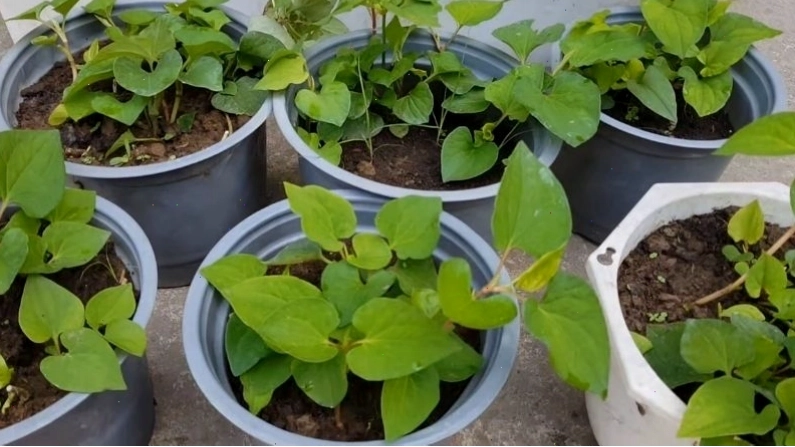 Chăm sóc cây rau diếp cá hàng ngày để có rau tươi ngon