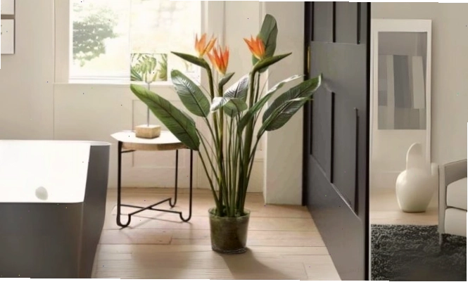 Chăm sóc cây thiên điểu đảm bảo cây phát triển tốt