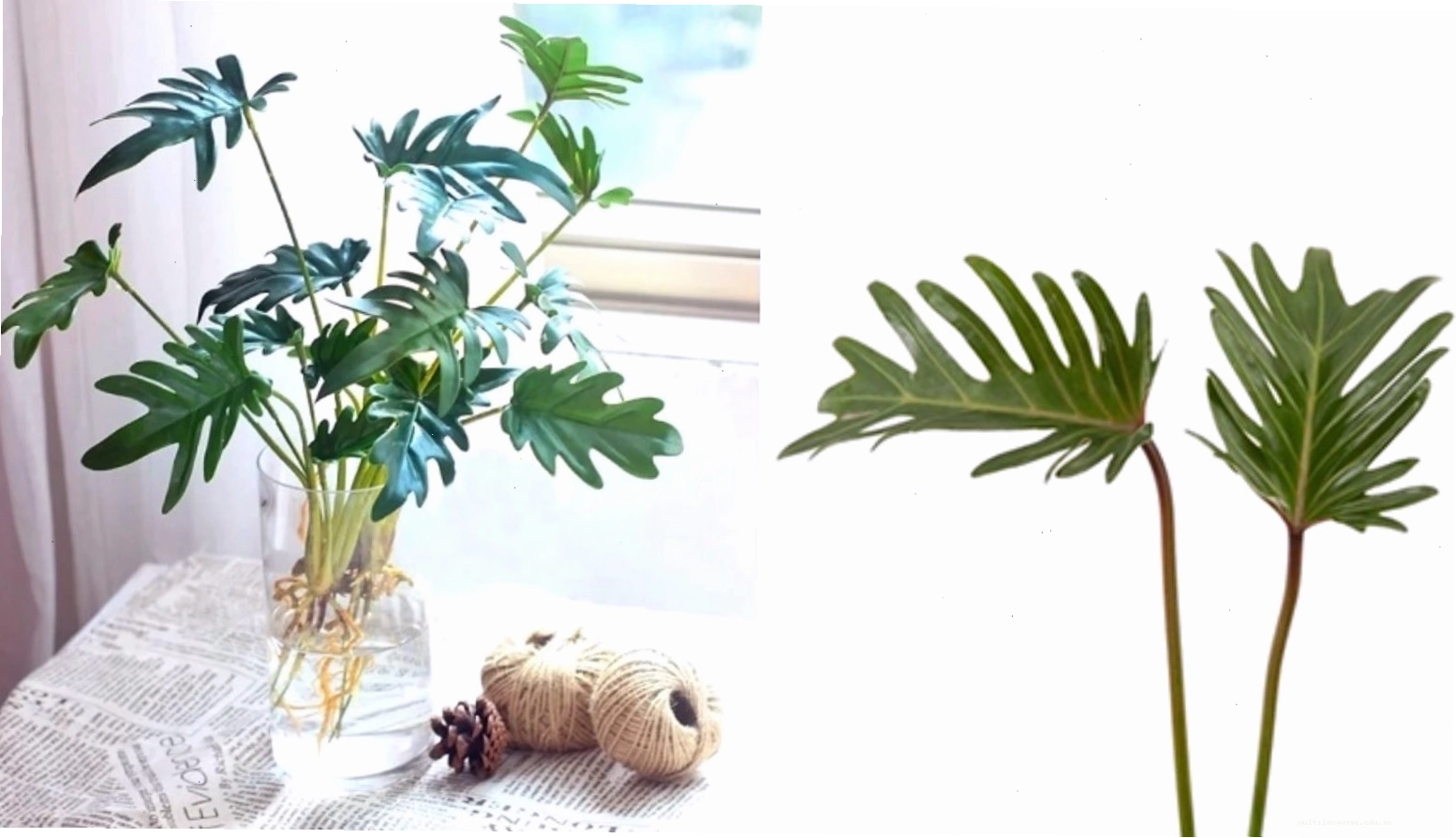 Chăm sóc cây Trầu Bà Chân Vịt đúng cách