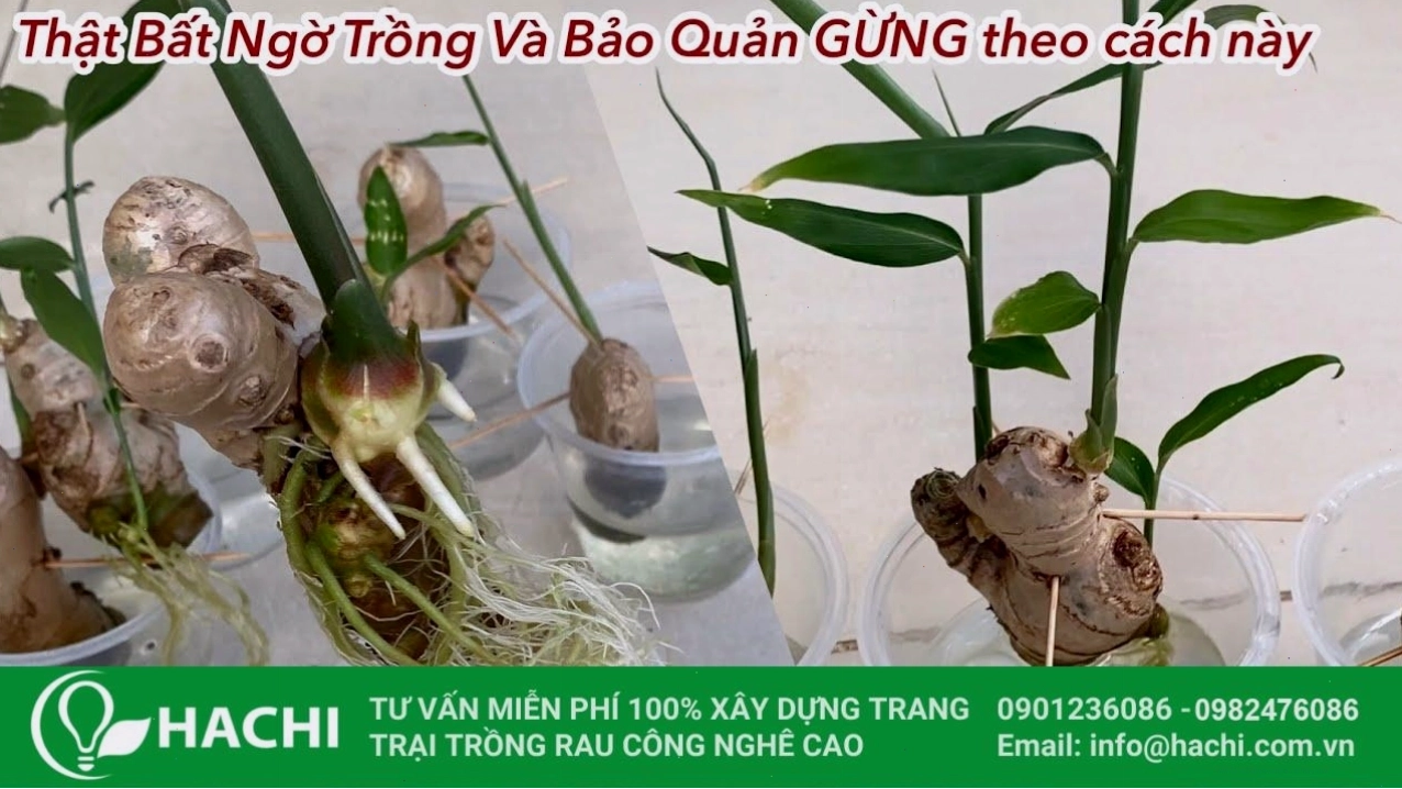 Chăm sóc gừng thủy canh bằng cách thay nước và bổ sung dinh dưỡng