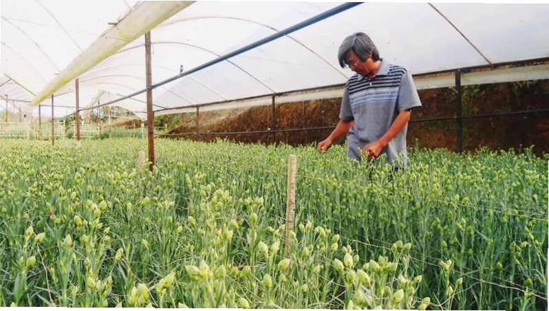 Chăm sóc hoa cẩm chướng trong nhà kính để kiểm soát nhiệt độ và độ ẩm tốt nhất