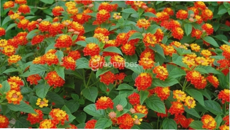 Chăm sóc tưới nước và bón phân cho cây hoa ngũ sắc