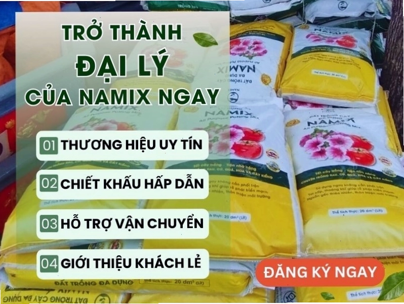 Chậu cây đinh lăng xanh tốt trên ban công