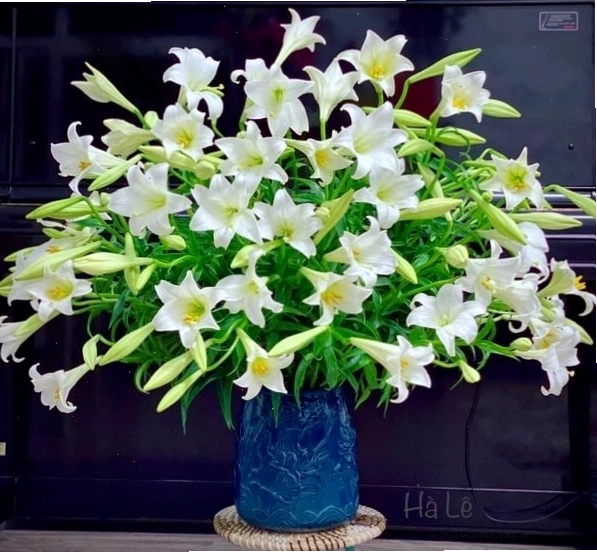 Chậu cây hoa loa kèn đang nở hoa trên ban công