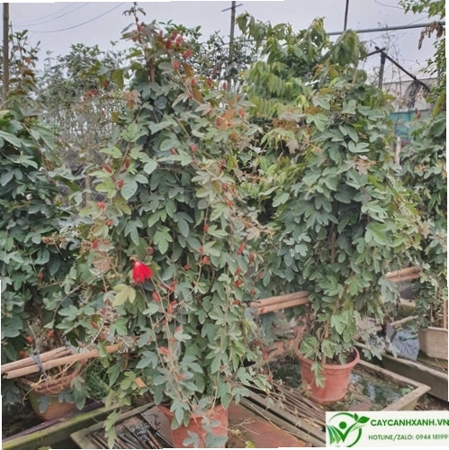 Chậu cây hoa sao biển đỏ tại vườn