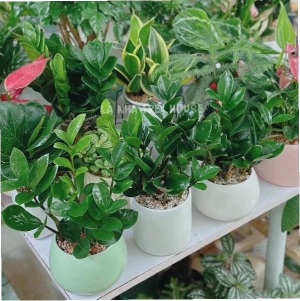 Chậu cây kim tiền mini để bàn với lá xanh mướt