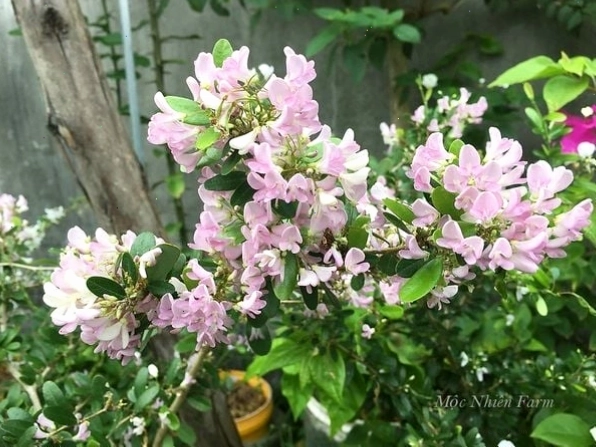 Chậu cây lãnh sam được chăm sóc cẩn thận